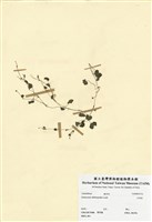 藏品(天胡荽)的圖片